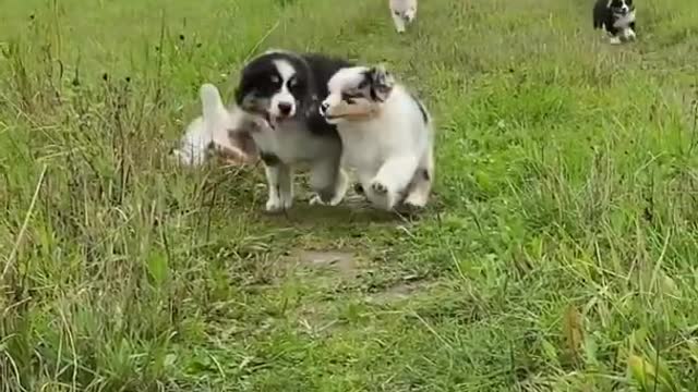 *crazy cutest dogs family*💕 #shorts #trending #cutepets