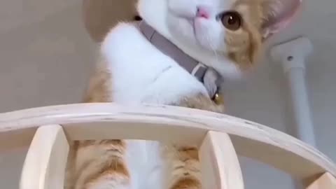 A cute baby cat acting funny