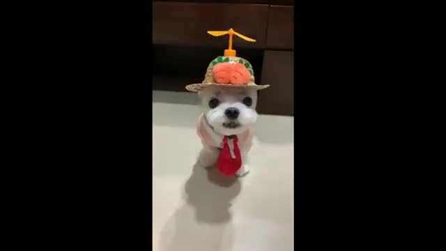 Funny and Smart Puppy Getting Dress