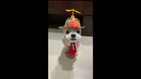 Funny and Smart Puppy Getting Dress