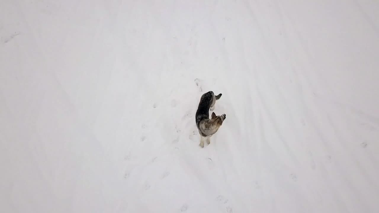 Dog looking to the flying drone, snowy winter