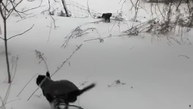 Black dog with leash runs into tree in snow woods