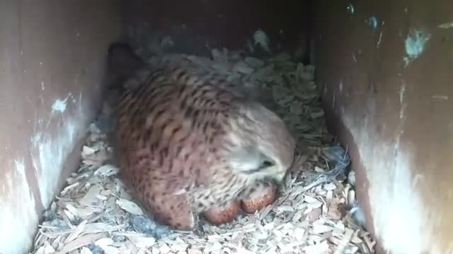 Mama kestrel wiggling as she gets comfy on her eggs