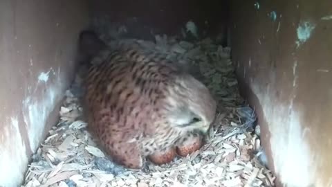 Mama kestrel wiggling as she gets comfy on her eggs