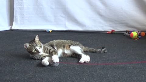 Energetic Little Cat Plays with the Grey Fluff Ball