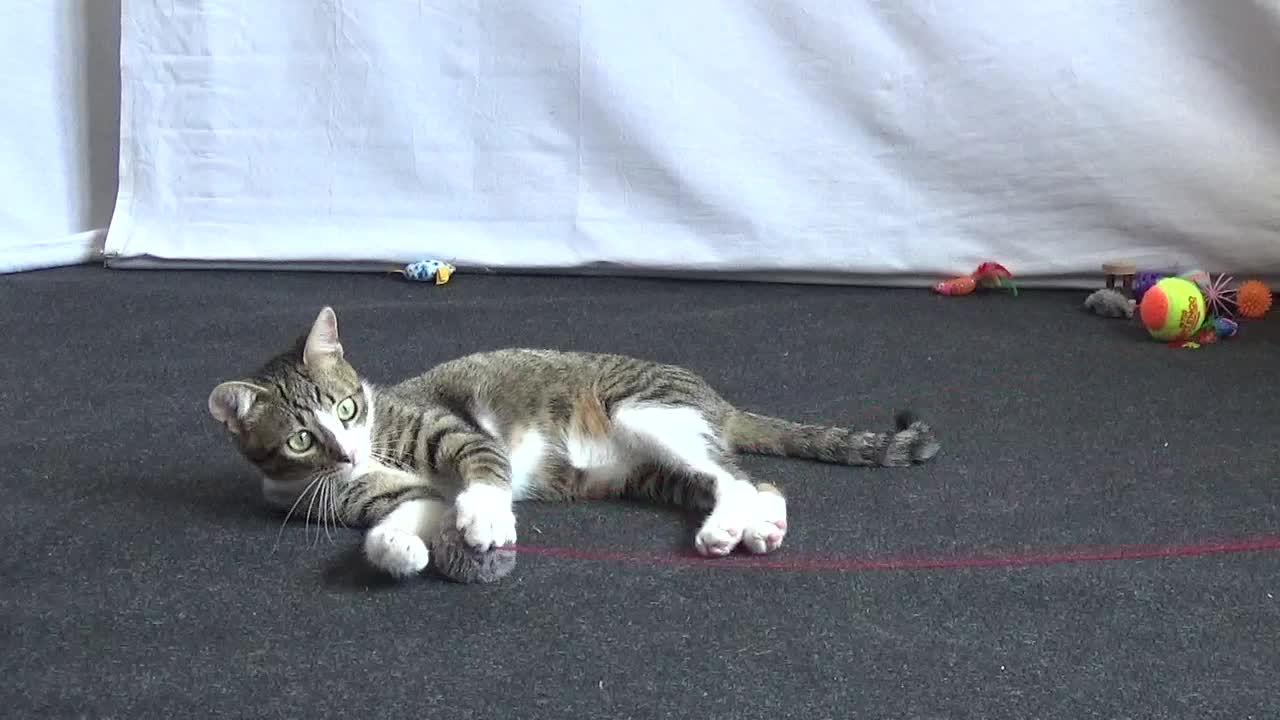 Energetic Little Cat Plays with the Grey Fluff Ball