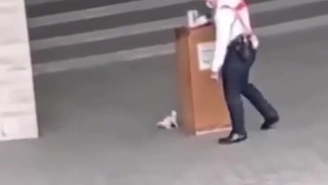 kitten trolls security guard