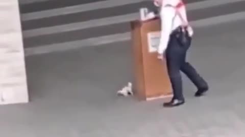 kitten trolls security guard