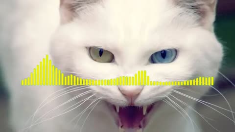 Cat ringtone