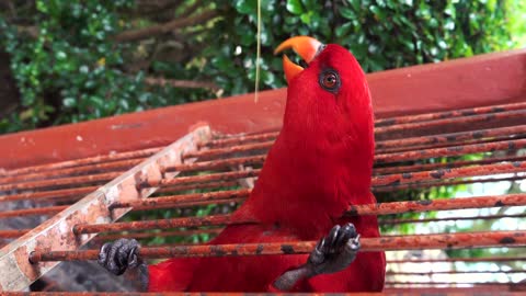 Close-Up View Of A Red Parrot