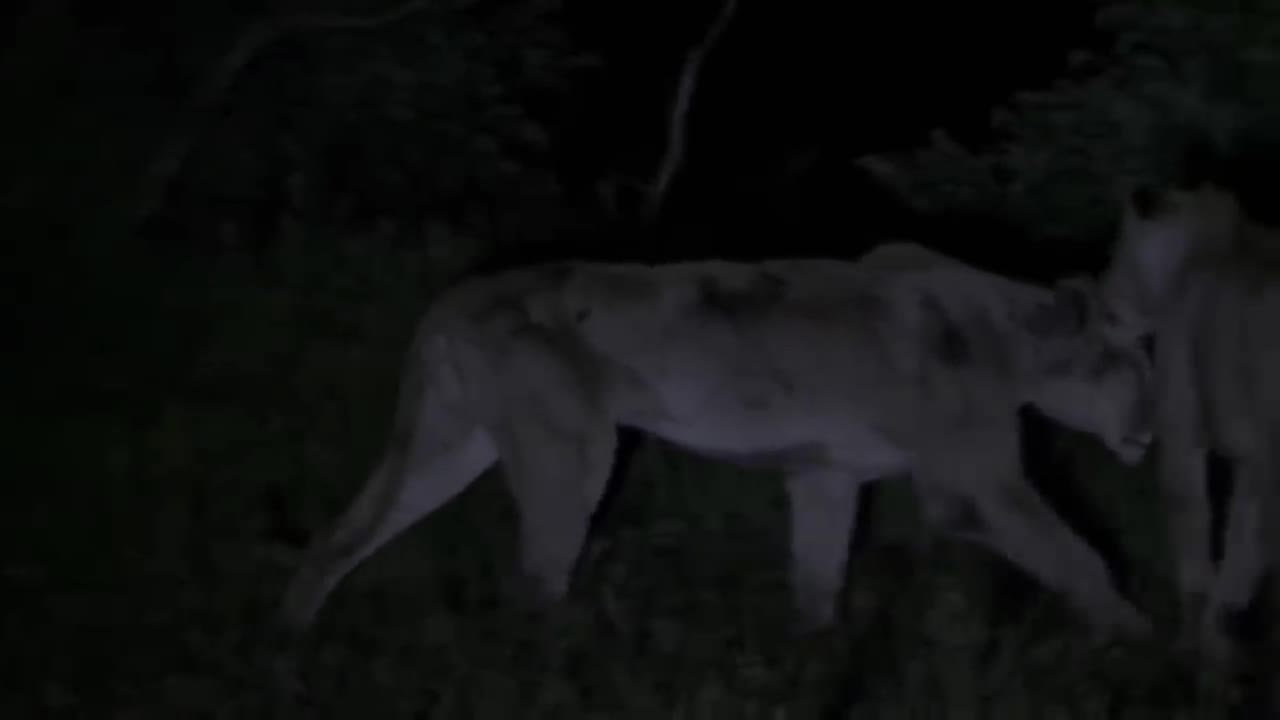 Hippo kills lion in a bloody war-2