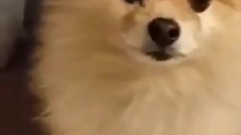 Dog funny video