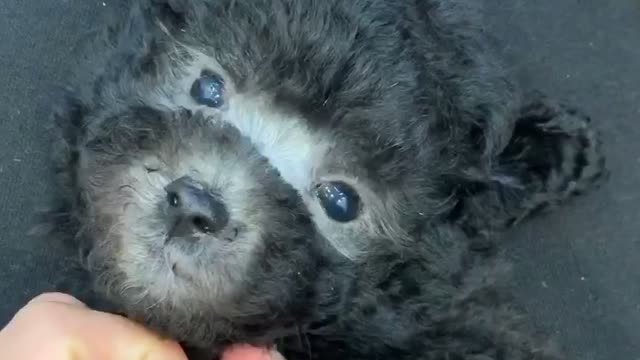 a three-month-old dog