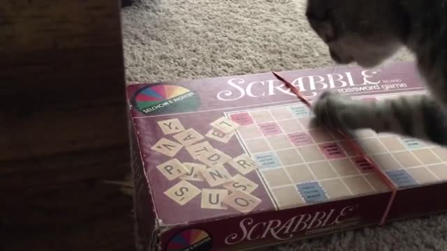 Cute and Funny Cat Videos to Keep You Smiling! 🐱