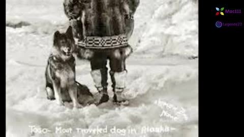 El animal mas heroico de la historia