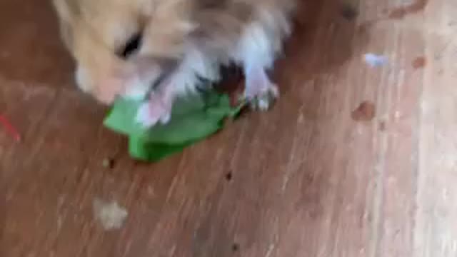 Hamster eats leaf
