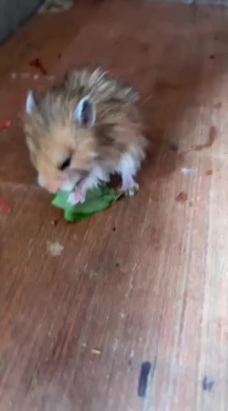 Hamster eats leaf