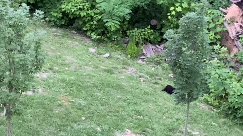 Twin Cubs Tussle and Tumble