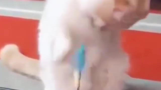 Funny Animal Videos Try Not to Laugh 2021