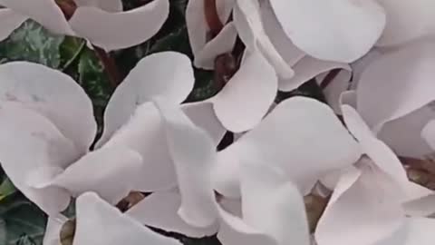 white holy flower