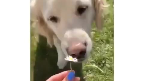 Cute dog short video 😍😍😍😍