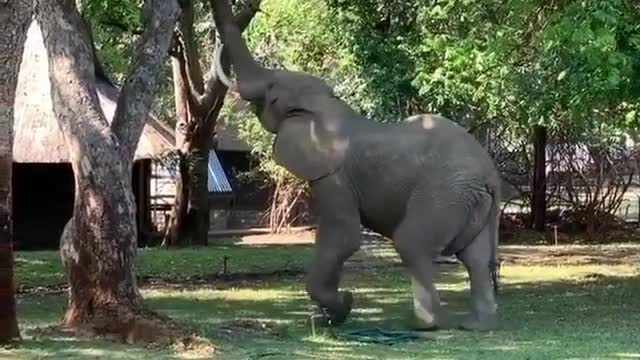 baby elephant tries to reach