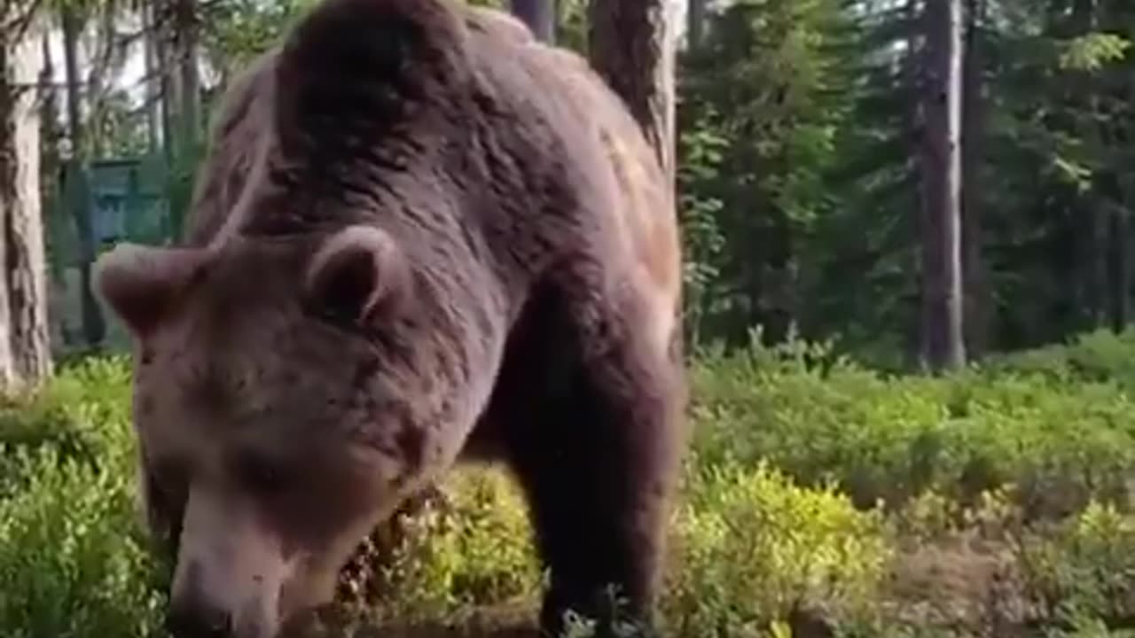 Another Bear Outside A Camper's Tent