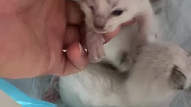 Newly born cat to see the beautiful world