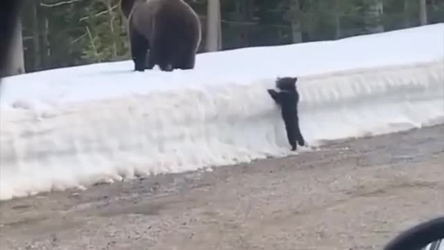 Mother bear protects her cubs