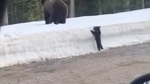 Mother bear protects her cubs