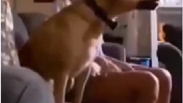 Funny dog video🤣