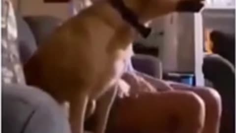 Funny dog video🤣