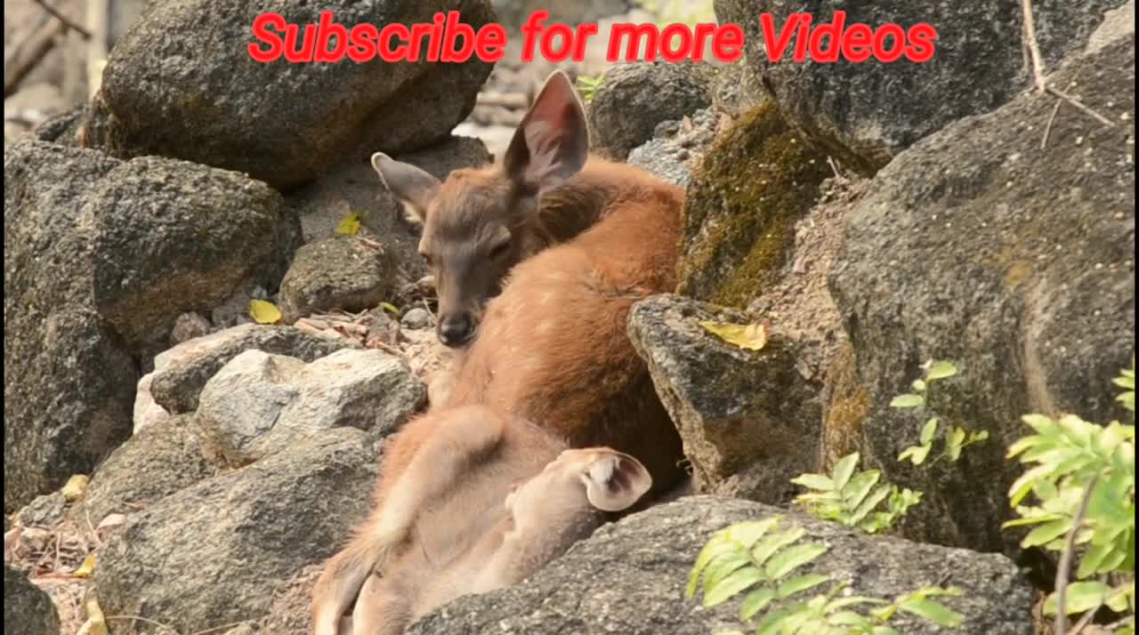 deer baby funny video