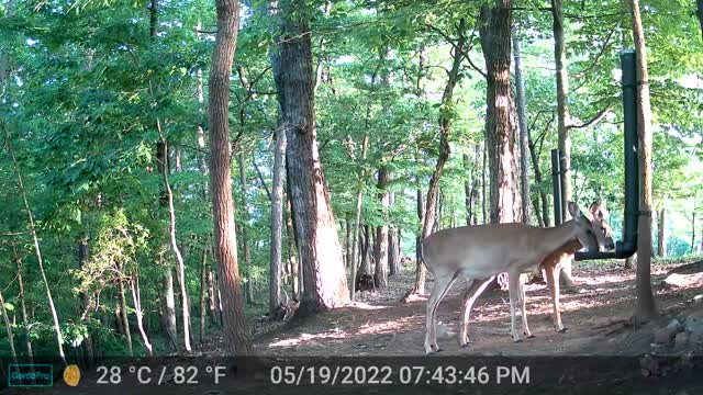 The Woods - 05/20/2022