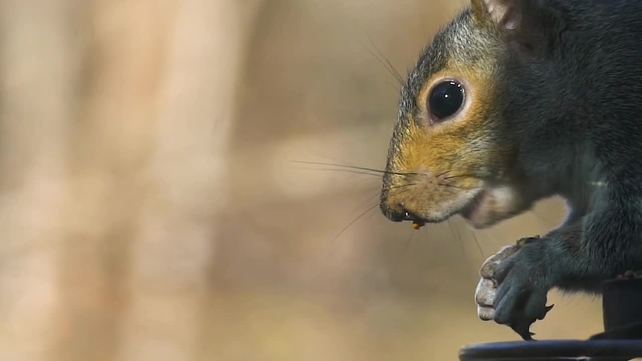 Slow motion 120fps closeup of squirrel face eating food from bird feeder