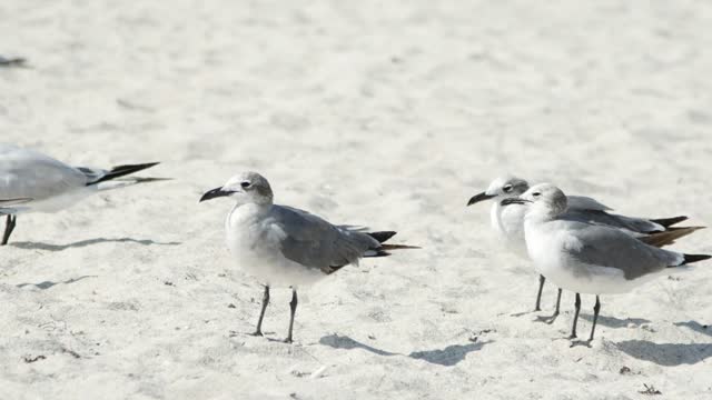 Birds standing on the beach sand - With great music