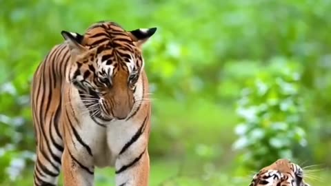 Tiger.