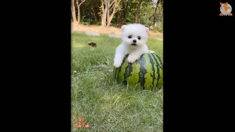 Most Cutest Pomeranian TikTok Compilation 2021