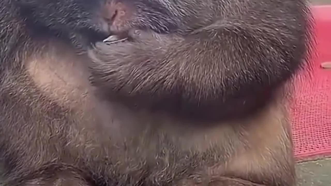 Monkey eating sunflower seeds