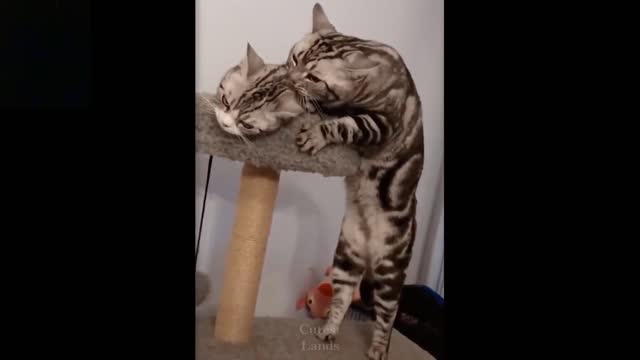 Funny Adorable Pets 001