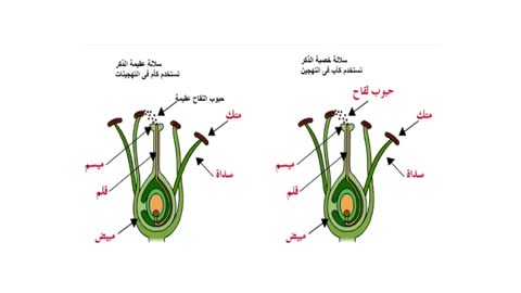 3- استخدام العقم الذكري للتغلب على عيب الخصي الجماعي