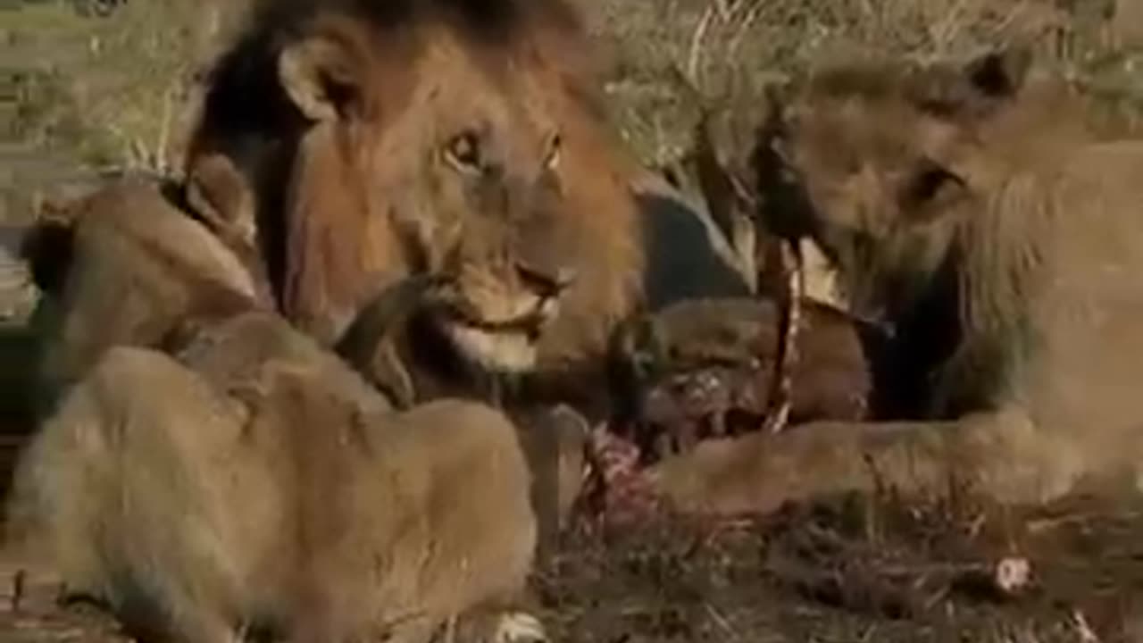 Lion Diet Revealed From Antelopes to Buffaloes! #animals #shorts #short #shortvideo #subscribe