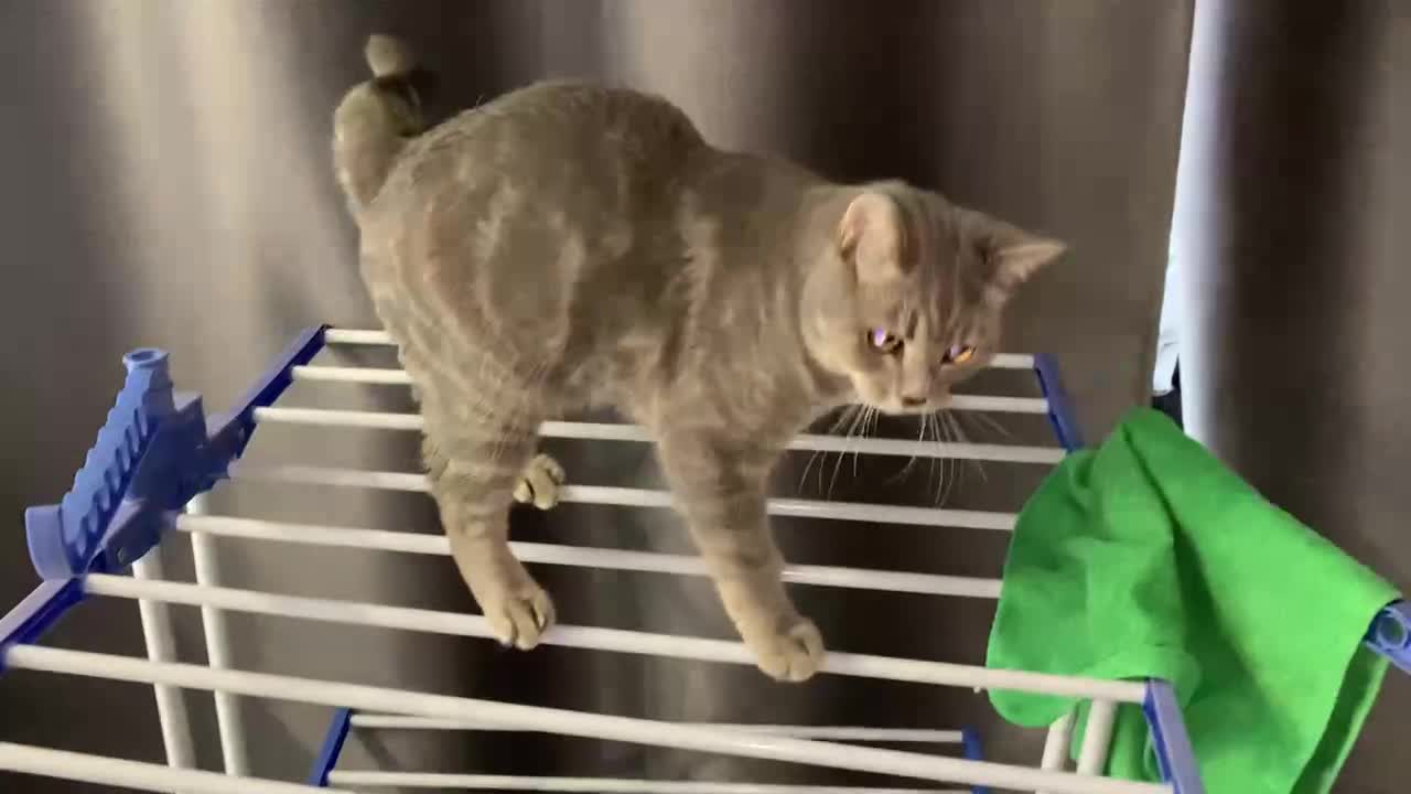 The cat fell off the drying board