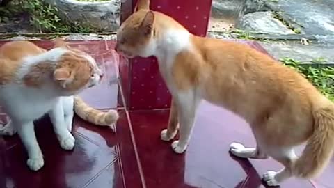 A cat fight