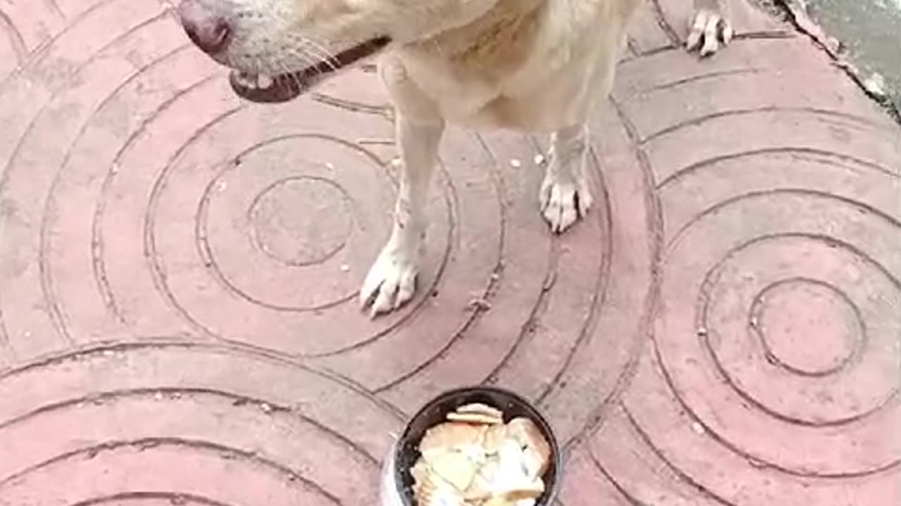 Dog with hole on head #cat #dog #catlover #doglover #animals #pets #instastrays