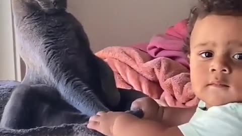 Cat playing video