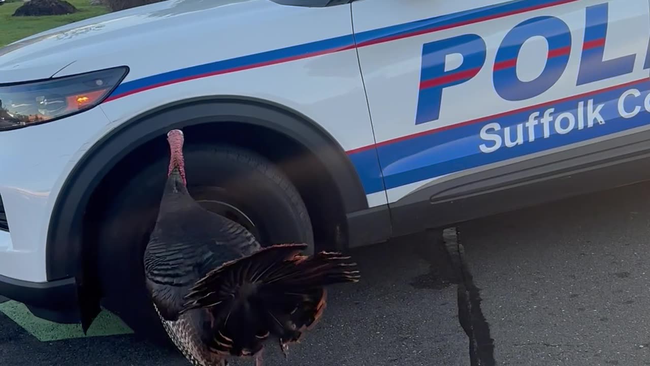 Officer Escorts Testy Turkey Off Busy Road