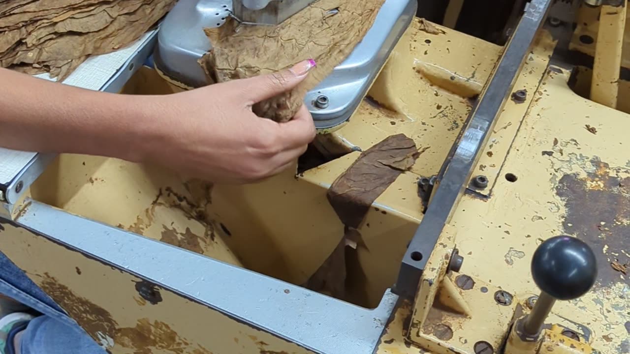 Machine Made Cigars at Tabacalera Palma | Procigar 2024