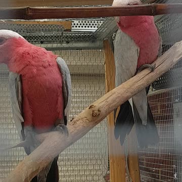Parrots in the cage.