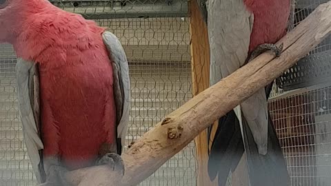 Parrots in the cage.